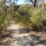 Top of track east of Kariong Brook (197226)