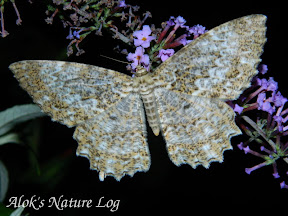 Geometridae, Ennominae, Boarmiini, Amblychia hymenaria