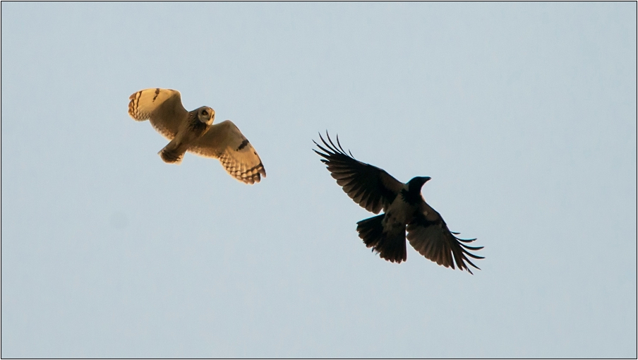 wildlife.crimea.ua