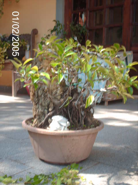 Ficus Microcarpa Começando... PICT1741