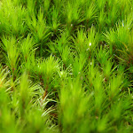 Moss growing in Fairylands (67287)