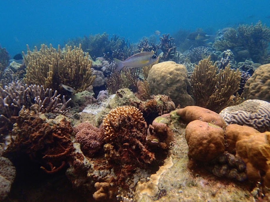 Scolopsis margaritifer (Pearly Monocle Bream), Lusong Island, Coral Garden Reef, Palawan, Philippines.