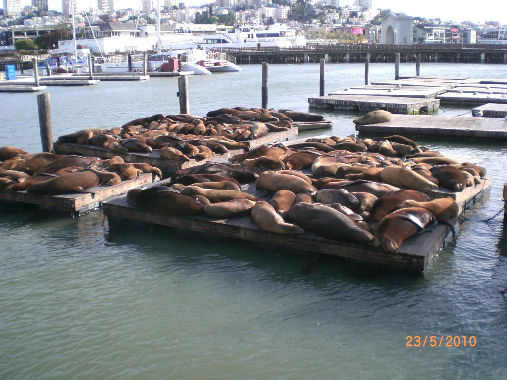 San Francisco Pier 39'un fokları