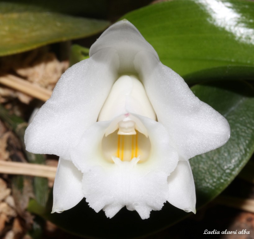 Cattleya (Laelia) alaorii f. alba  IMG_6382b%252520%252528Medium%252529