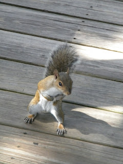 Ninja Squirrel at Sawgrass Lake Park