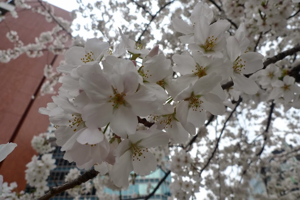 sakura nihonbashi tokyo