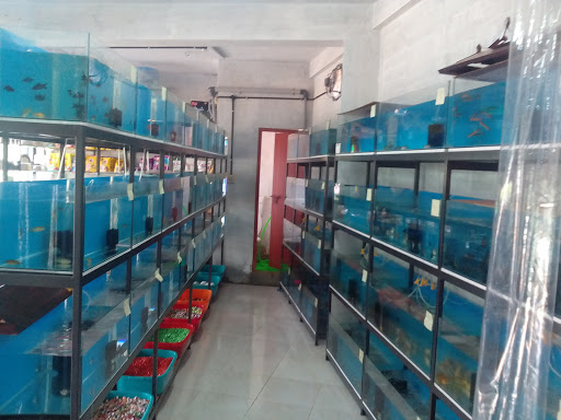 Golden Fins Aqua and Pet store, Chalikadavu bypads road, Near chalikadavu bridge, Muvattupuzha, Kerala 686673, India, Pet_Shop, state KL