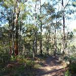 Near the top of Berowra Track (419017)