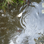 Ducks in Owens Creek on the Owens Walkway in Redhead (390983)
