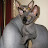 Joris A avatar image
