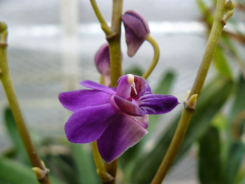 Phalaenopsis pulcherrima f. coerulea ? (Doritis)  P1030855