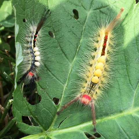White-marked Tussock Moth caterpillars
