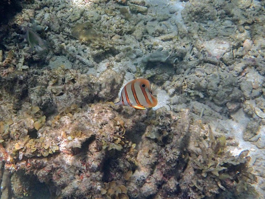 Chelmon rostratus (Copperband Butterflyfish), El Nido, Palawan, Philippines.
