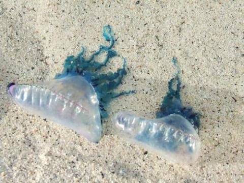 Especies Amenazadas de Canarias: En las playas canarias se ha la de bancos medusas