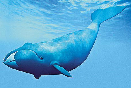 Гренландский (полярный) кит