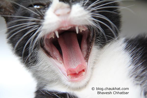 Fearsome aggression of a street cat with her mouth wide open showing her spiky and rough tongue