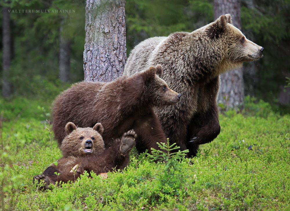 Доброе утро медведь картинки. Добрый медведь. Доброе утро медведь. Семейство медведей. Утренний медведь.