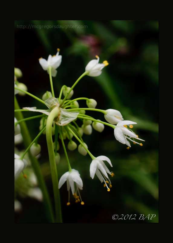 Photo of the Week: Allium Cernuum