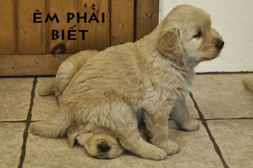 Ảnh chế Chó-Cún hài hước, vui nhộn nhất Ảnh chế chú cún dễ thương