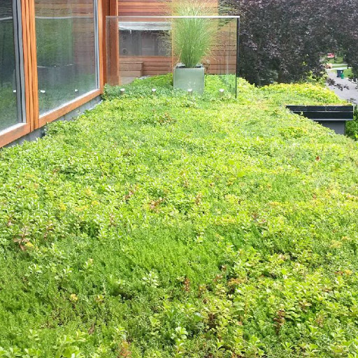 Skyspace Green Roofs
