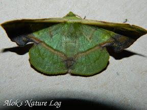 Geometridae, Hypochrosini, Fascellina plagiata