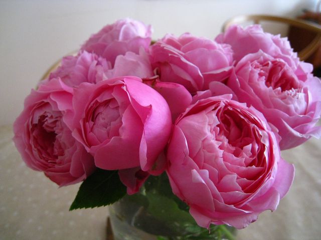 Hồng ngoại Miyako rose có thể sử dụng như hoa hồng cắt cành