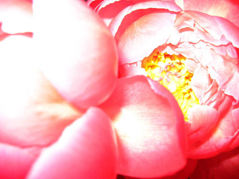 Peony Epiphany