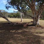 Campsite near tree