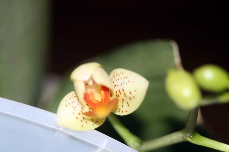 Phalaenopsis Mini Mark IMG_1200
