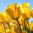 Maria G avatar image