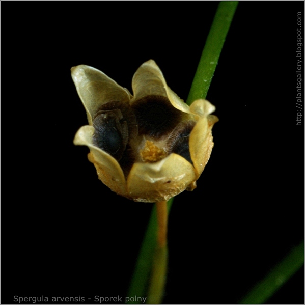 Spergula arvensis - Sporek polny torebka nasienna z widoczną zawartością nasion