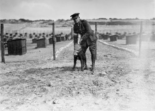 Cão equipado com máscara de gás em canil francês, durante a Primeira Guerra Mundial. Fotografia: autor desconhecido.