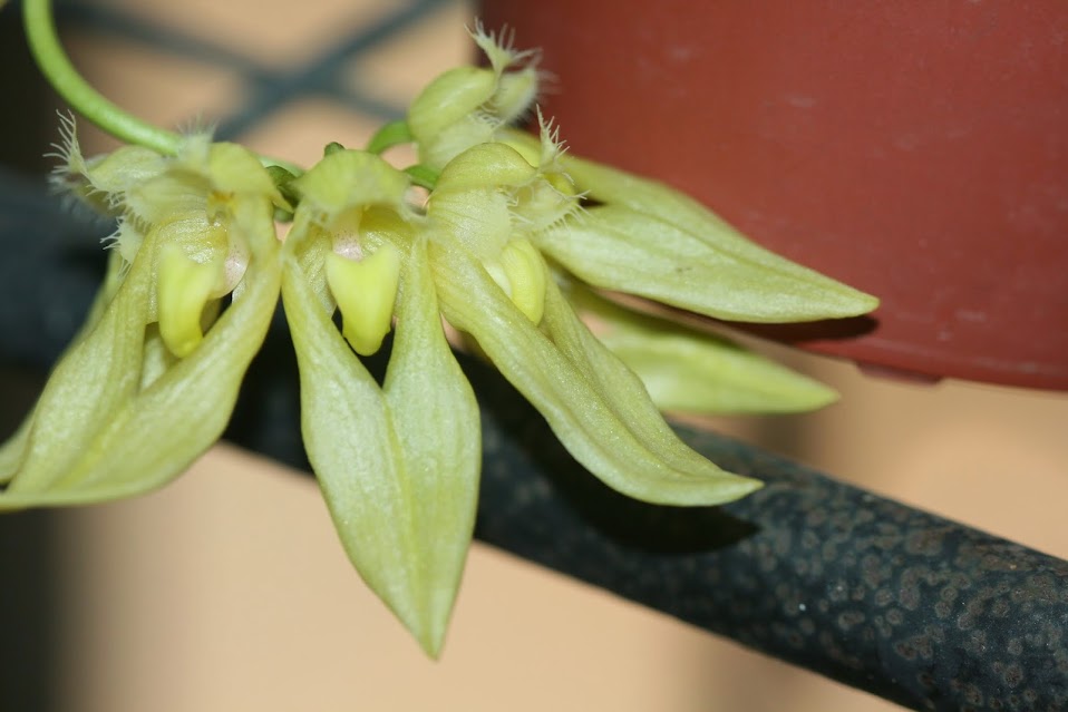 Bulbophyllum annandalei flava IMG_2141