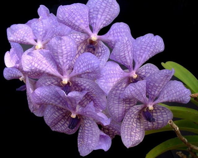 கண்ணைக் கவரும் அழகிய பூக்கள் Amazing_Purple_Flowers_8