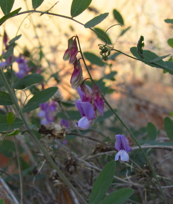 more purple flowers, this time hanging