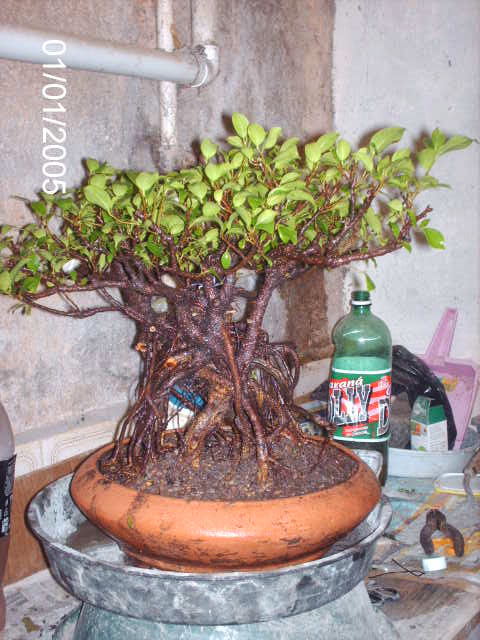 Ficus Microcarpa do Roberto Teixeira... PICT1704