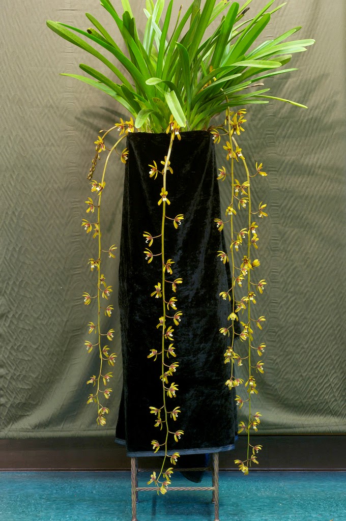 Hoa lan, phong lan rừng