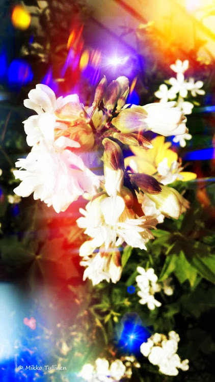 posted image