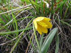 Fritillaria pudica (Yellow Bell)