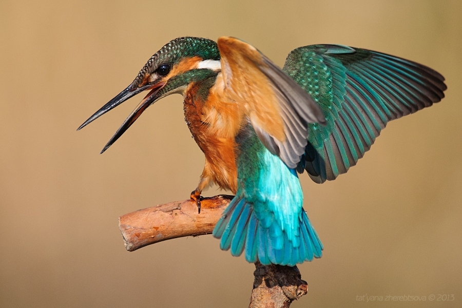 wildlife.crimea.ua