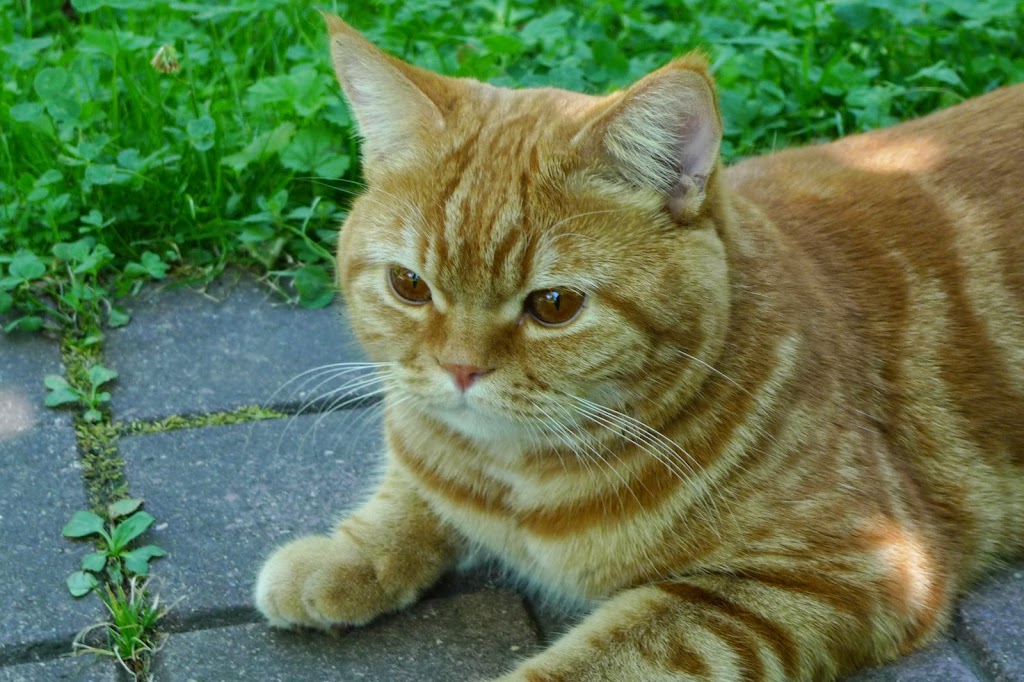 Поговорим о кошках 28