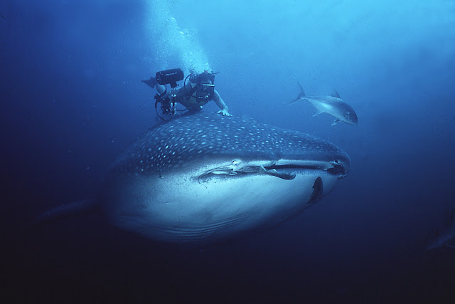 Divers Dwarfed by Whales And Sharks Seen On www.coolpicturegallery.us