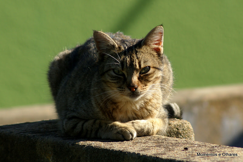 Gato