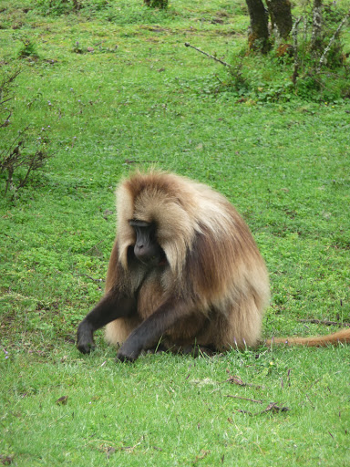 gelada baboon