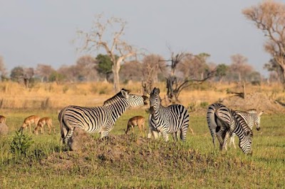 Photos of Nkasa Rupara National Park