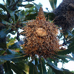 Banksia on Dobroyd Head (70504)
