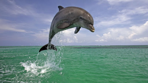 Leaping Bottlenose Dolphin.jpg