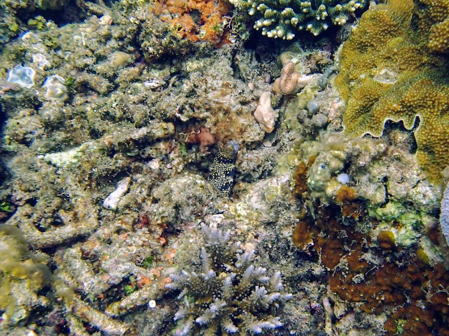Echidna nebulosa (Snowflake Moray Eel), El Nido, Palawan, Philippines.