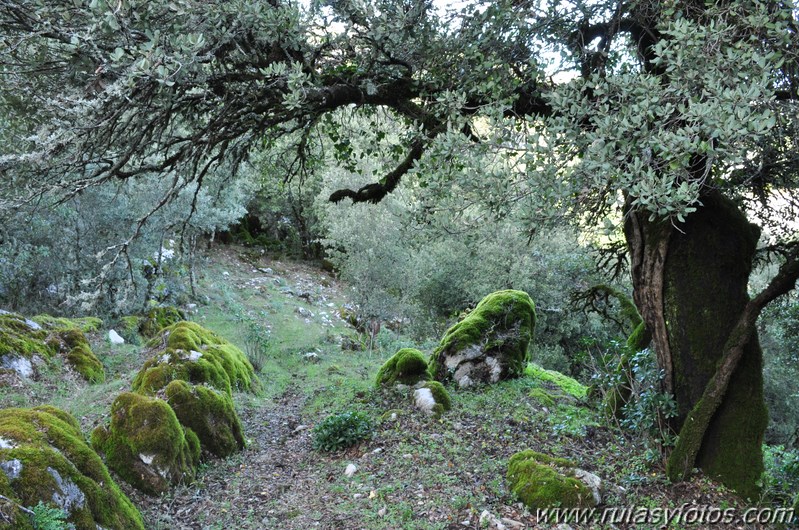 Subida al Pico de los Pinos