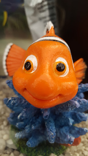 Shirley Aquatics